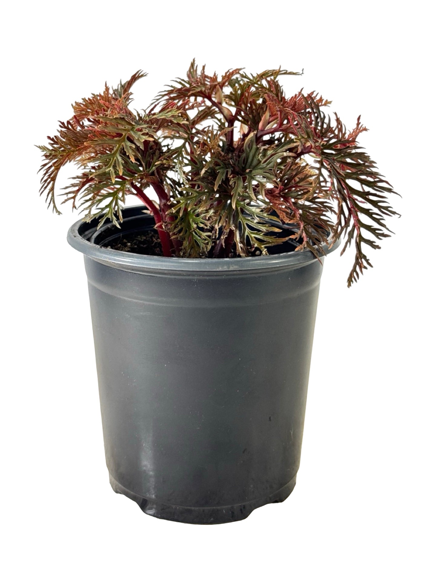 Begonia bipinnatifida - House Plants