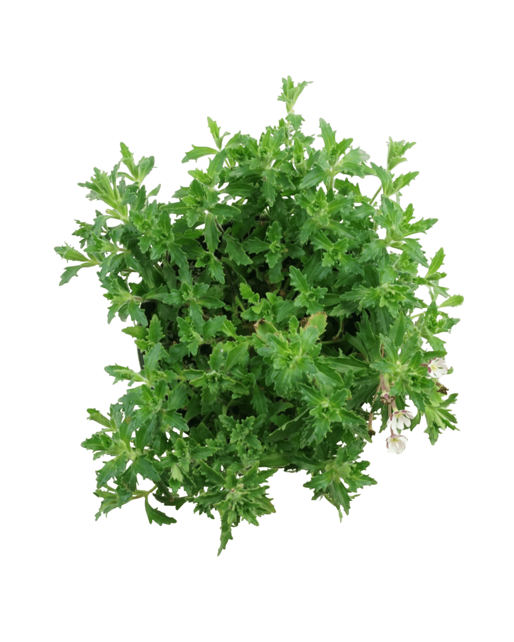 Zaluzianskya ovata - The Garden Corner