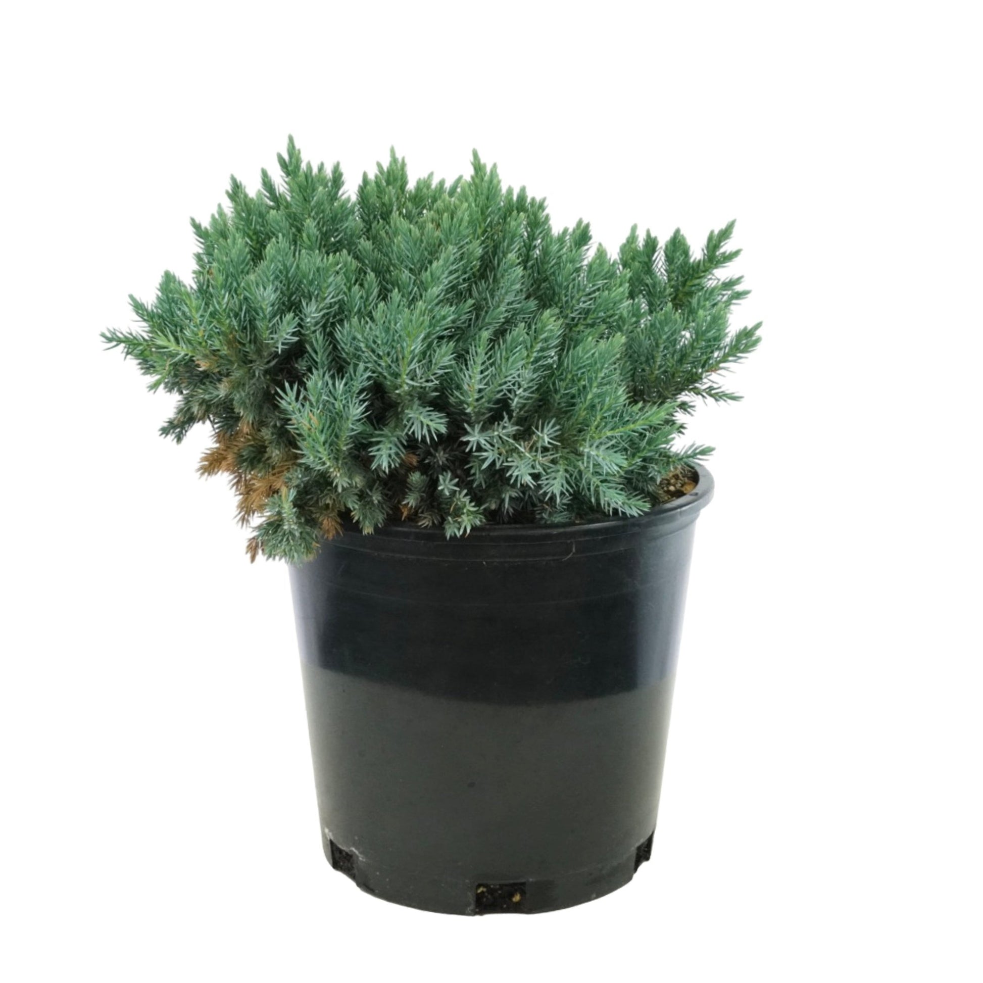 Juniperus squamata 'Blue Star' - The Garden Corner