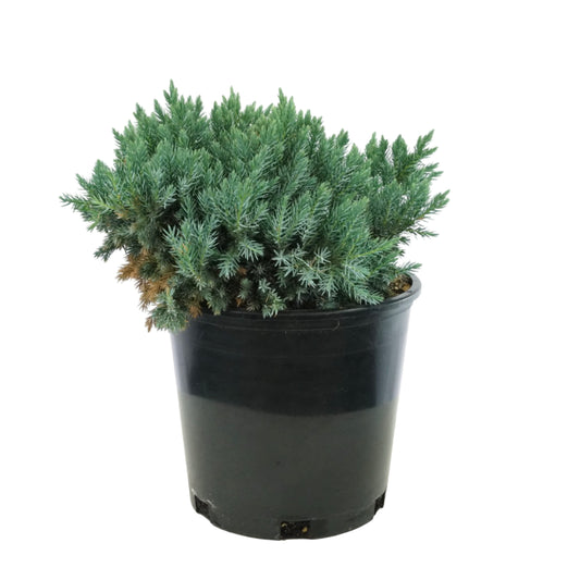 Juniperus squamata 'Blue Star'