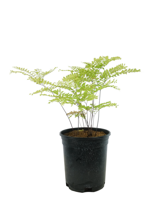 Adiantum pedatum