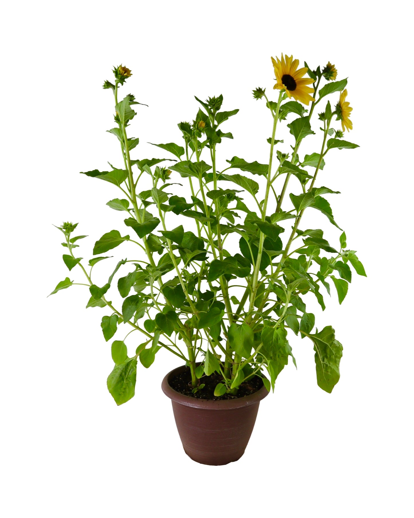 Helianthus 'Sunfinity' - Annuals