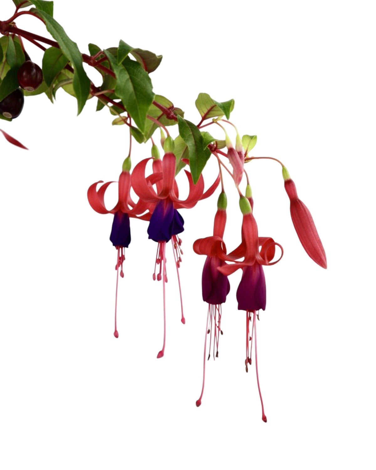 Fuchsia 'Golden Gate' - Perennials