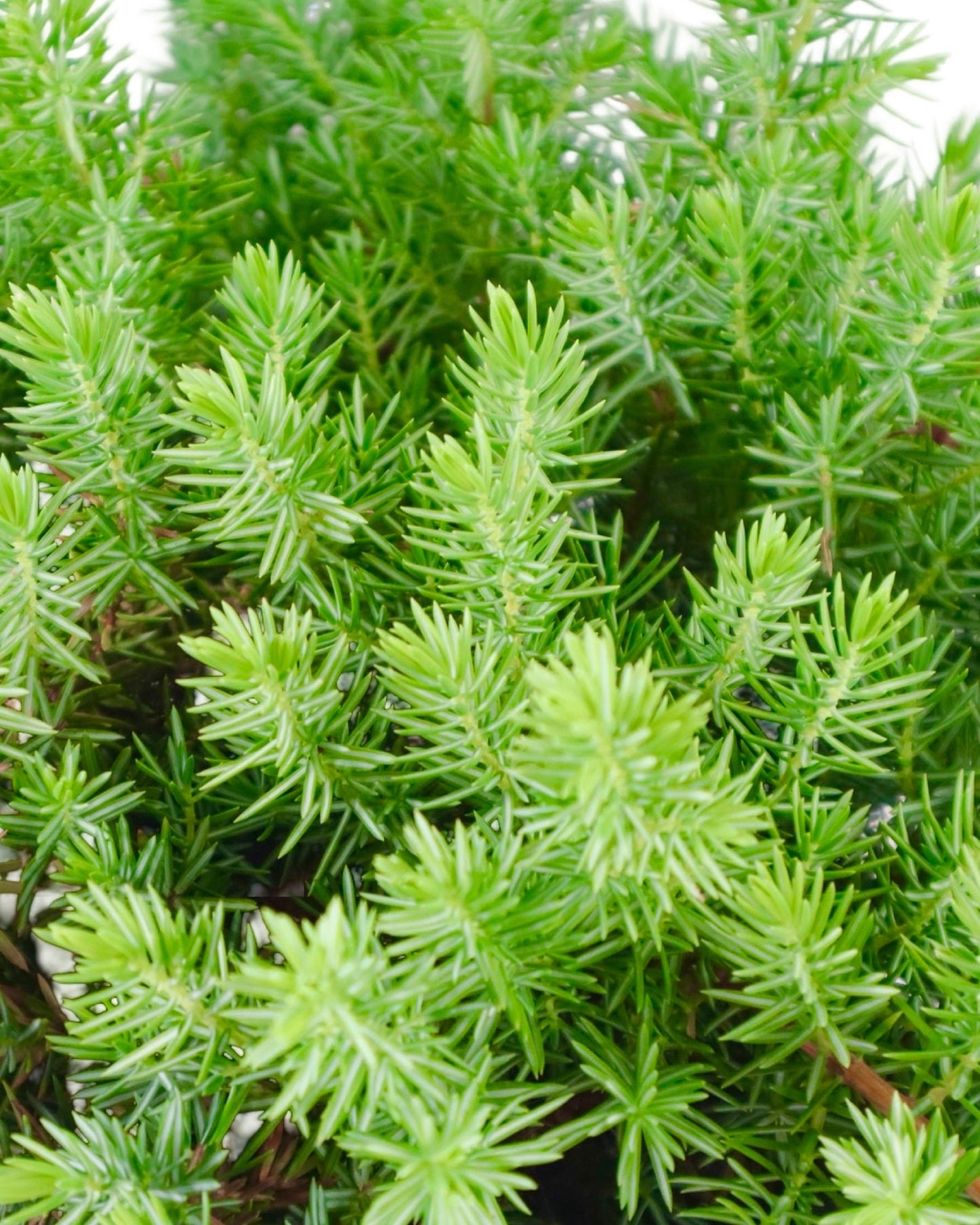Juniperus conferta 'Blue Pacific' - Shrubs