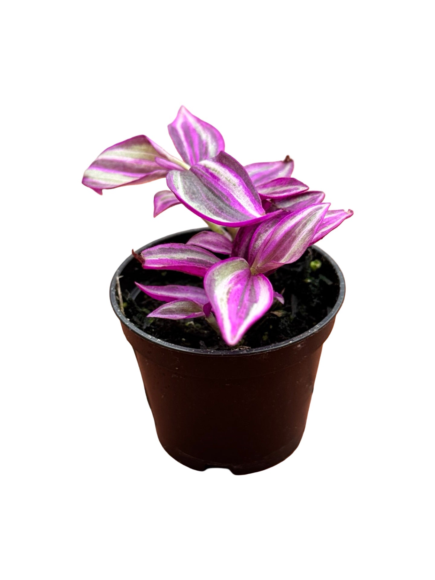 Tradescantia 'Pink Paradise' - House Plants