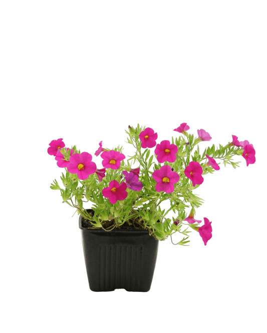 Calibrachoa 'Callie Rose' - The Garden Corner