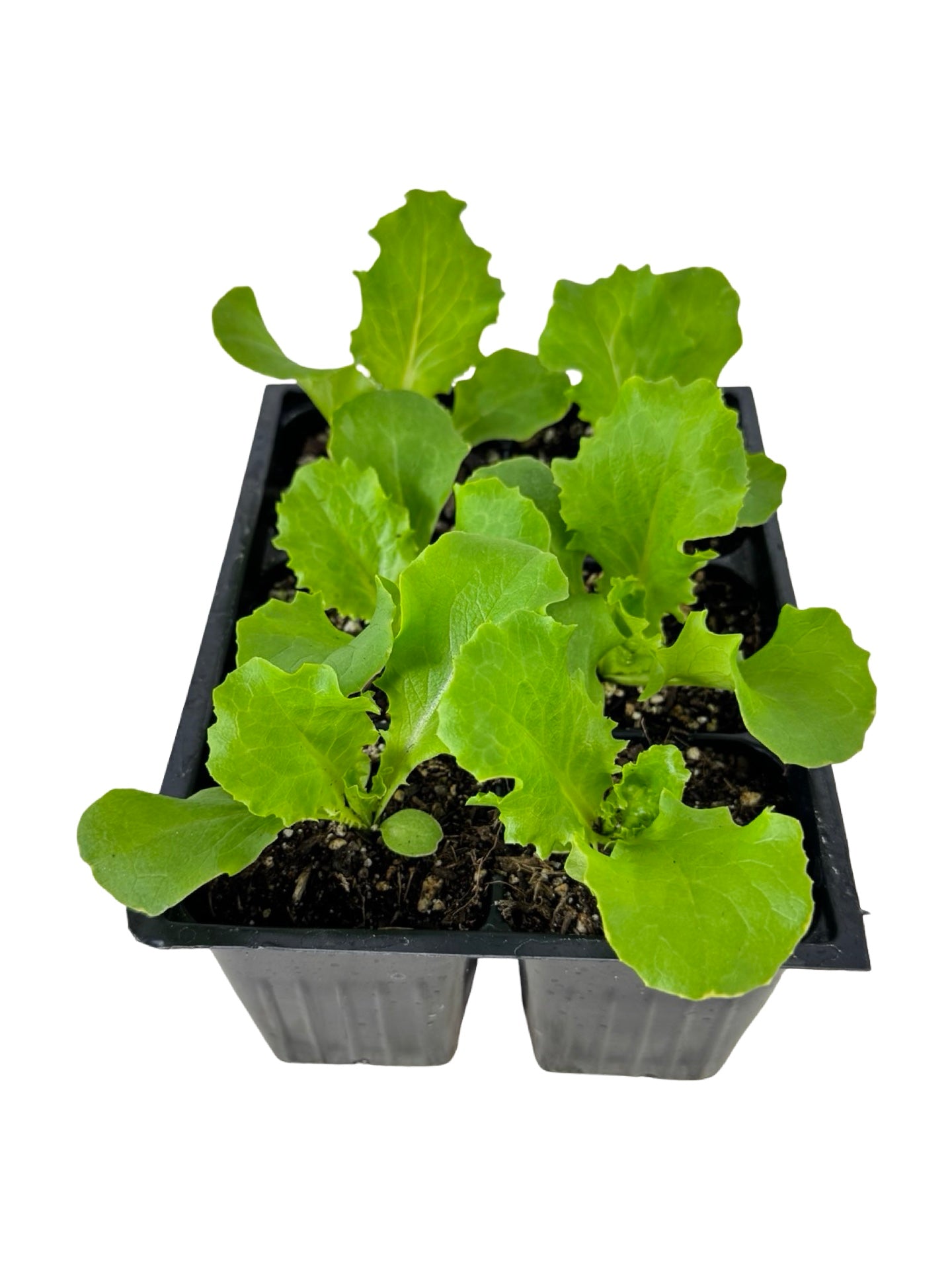 Lettuce 'Green Leaf' Organic - Herbs and Vegetables