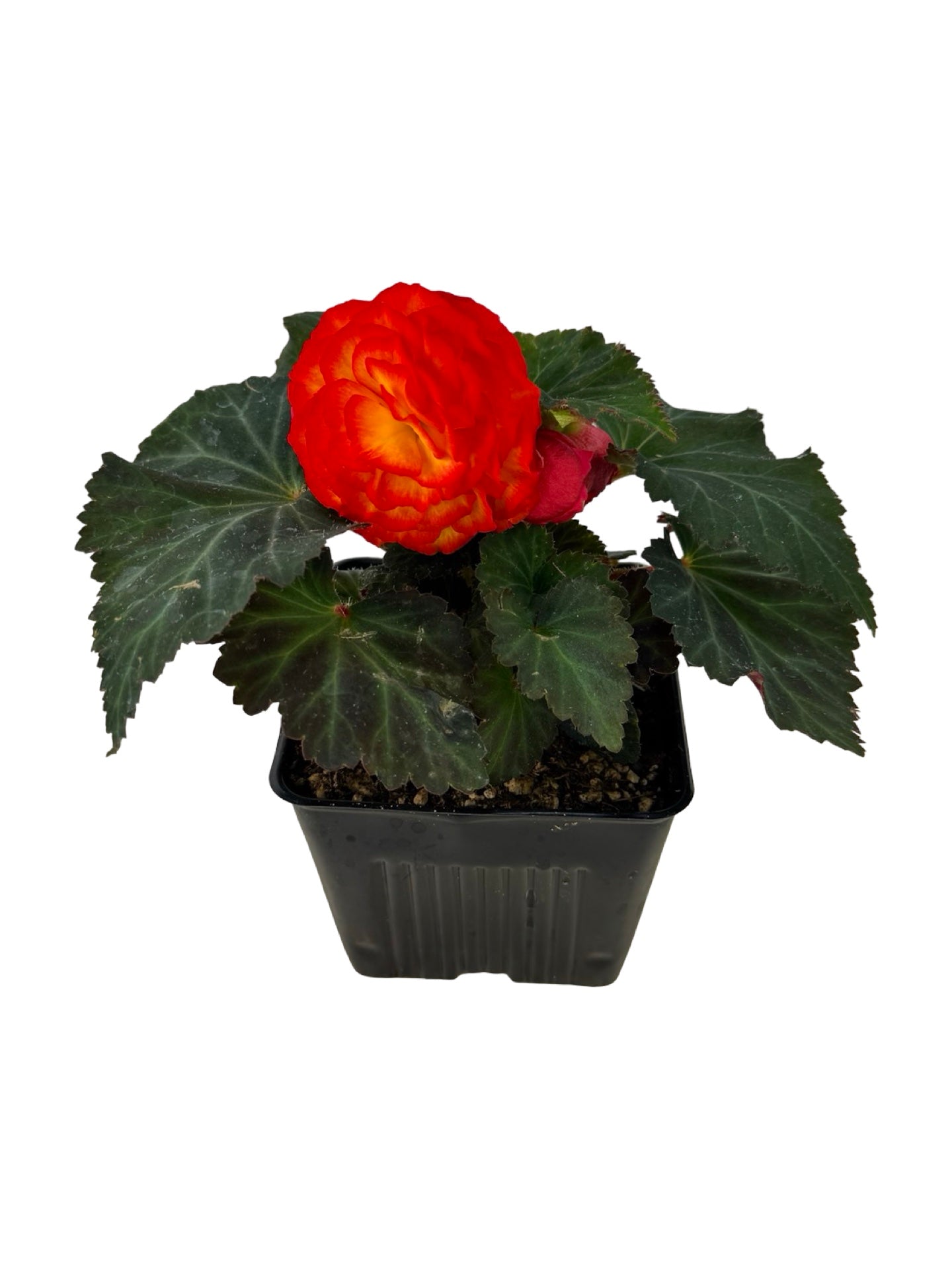 Begonia Nonstop 'Flame' - Annuals