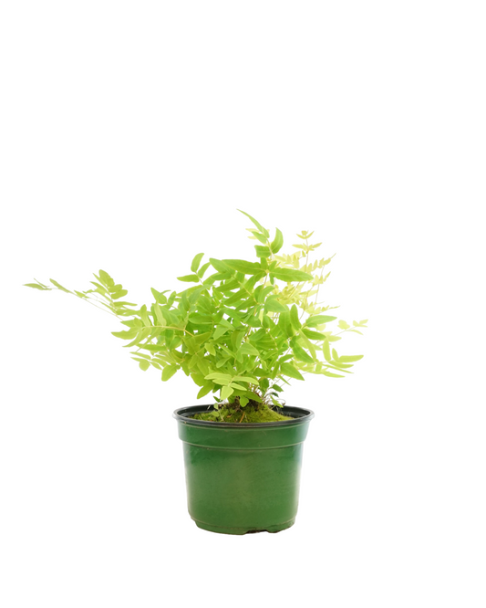 Osmunda regalis - Perennials