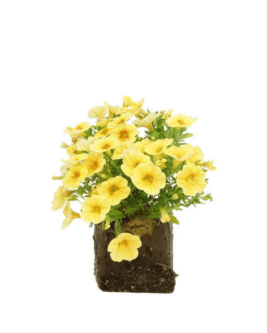 Calibrachoa 'Aloha Kona Honeycomb' - The Garden Corner