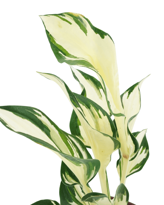 Hosta 'Loyalist' - The Garden Corner