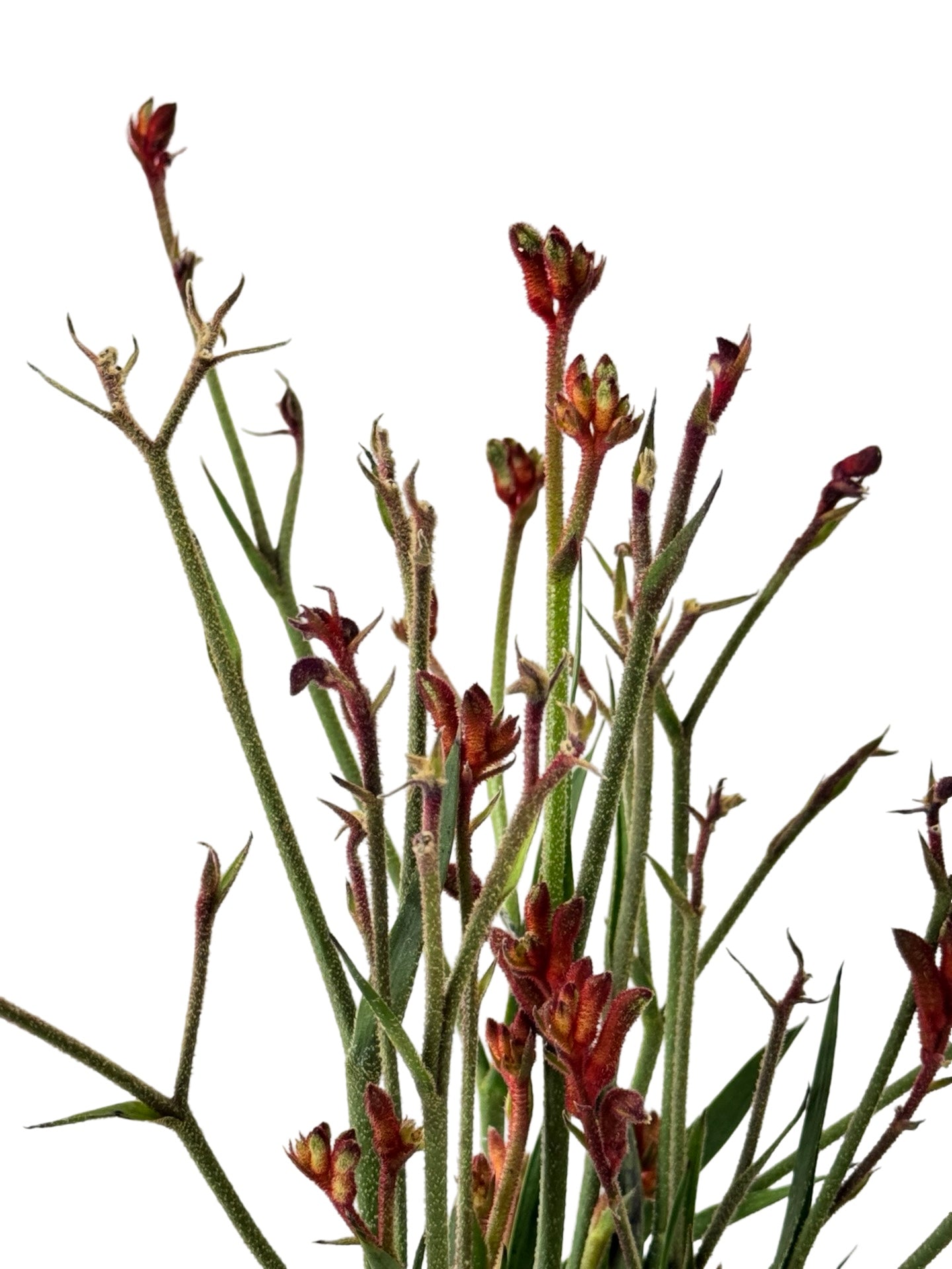 Anigozanthos 'Bush Ballad Red' - Perennials