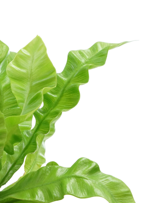 Asplenium nidus 'Crispy Wave'