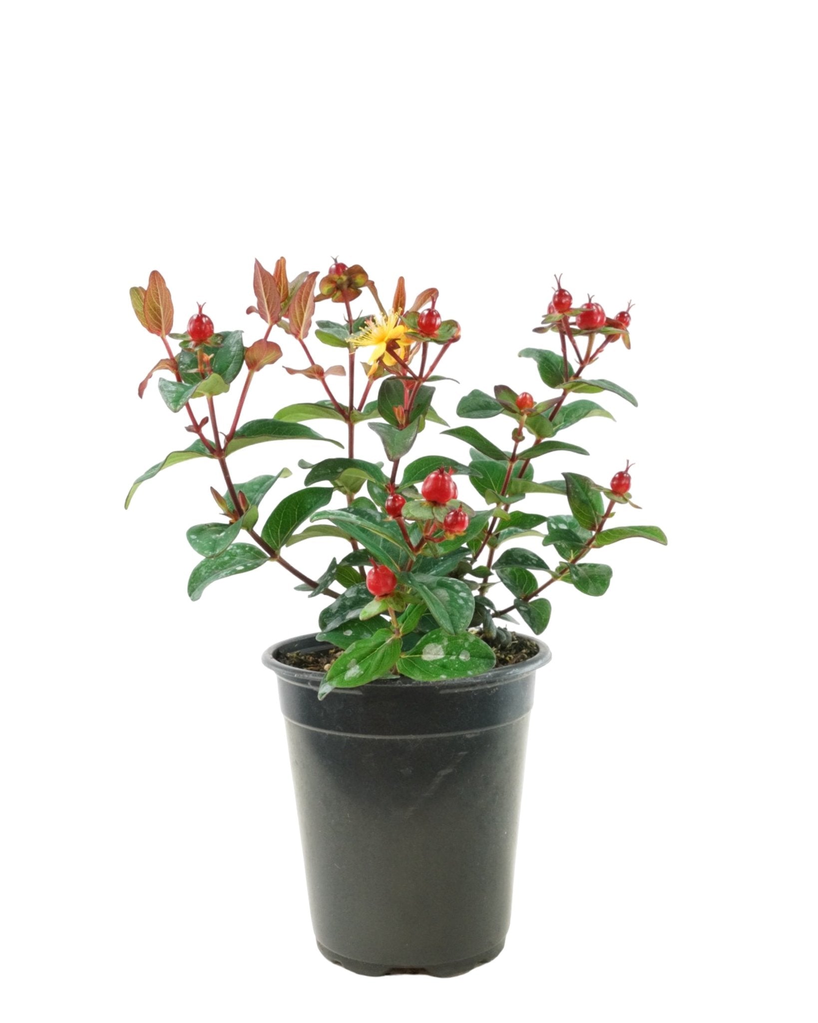 Hypericum 'Magical Midnight Glow' - The Garden Corner