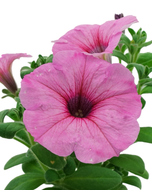 Petunia 'DuraBloom® Royal Pink'