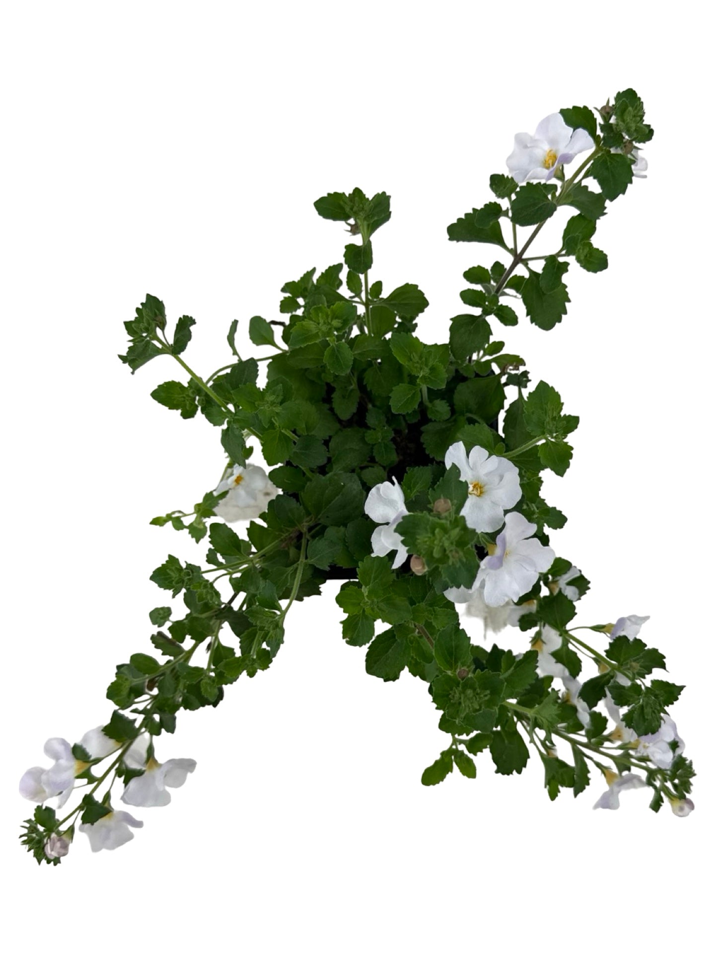 Bacopa 'Calypso Jumbo White' - Annuals