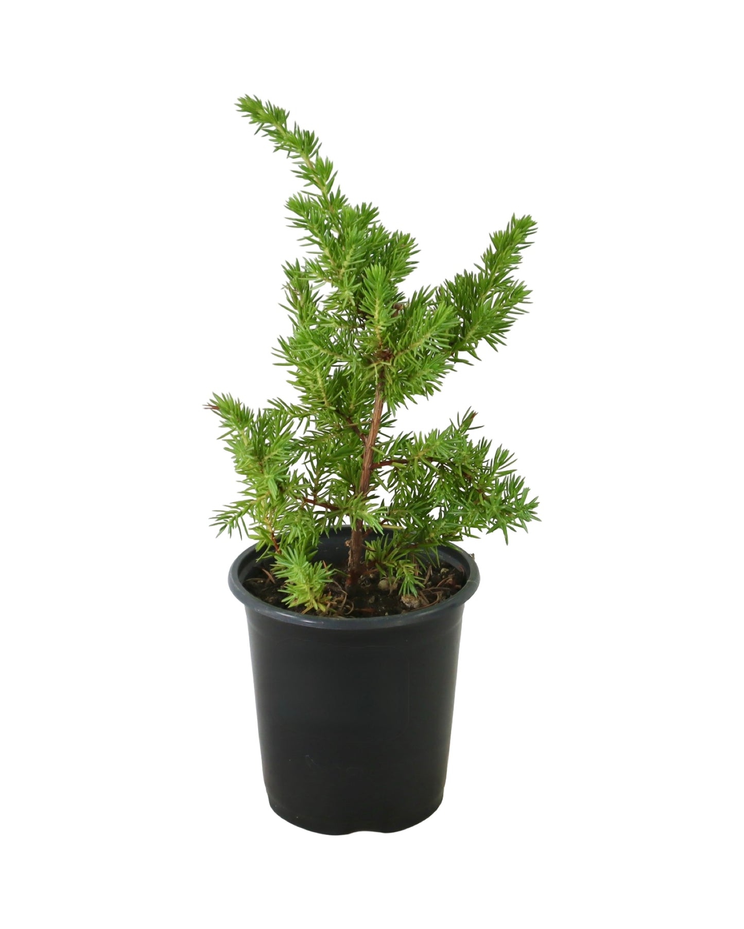 Juniperus conferta 'Blue Pacific' - Shrubs