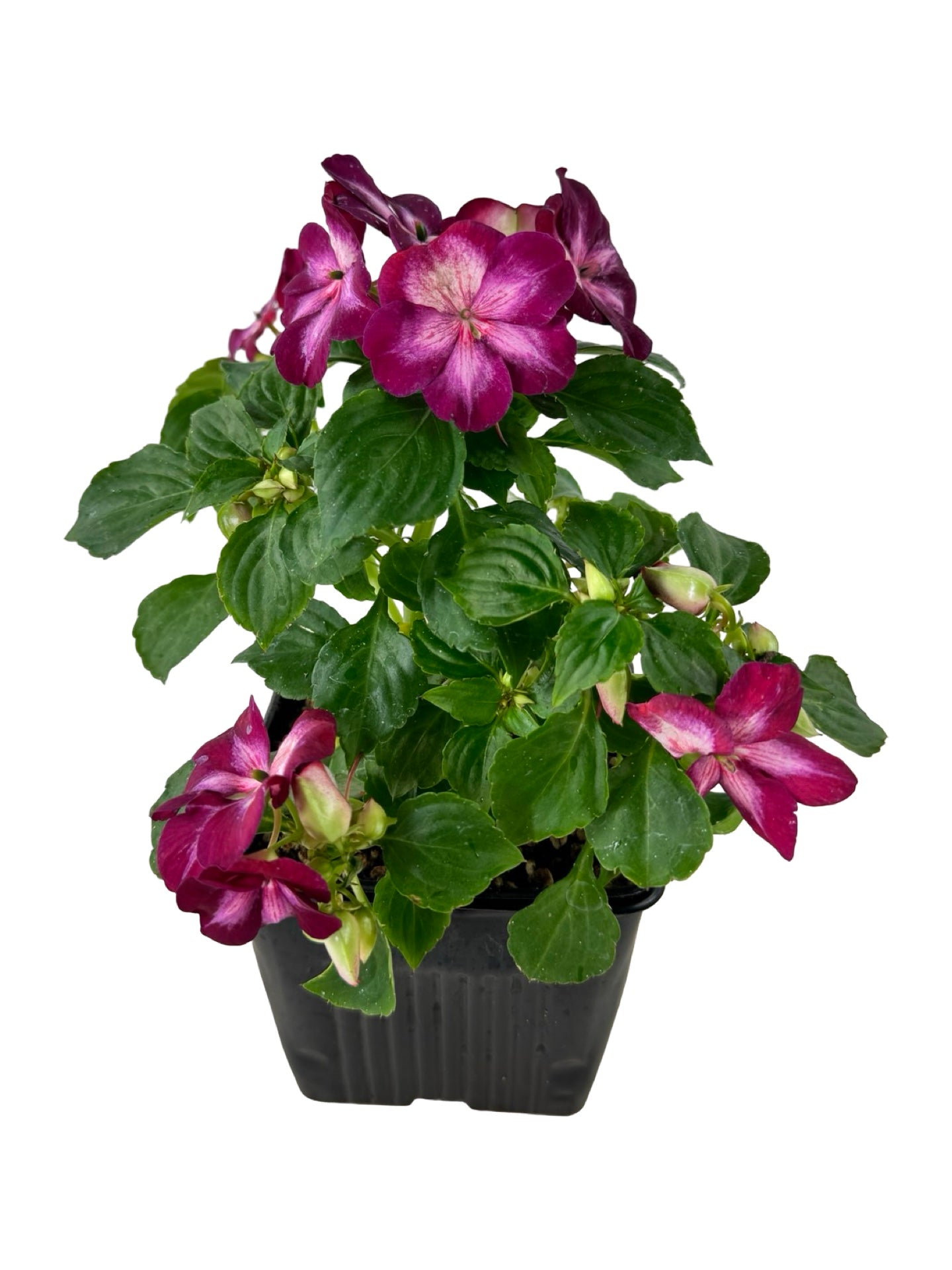 Impatiens Patchwork 'Cosmic Burgundy' - Annuals