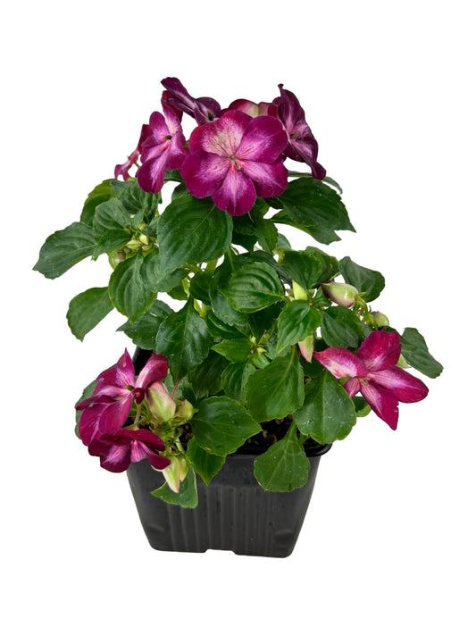 Impatiens Patchwork 'Cosmic Burgundy' - Annuals