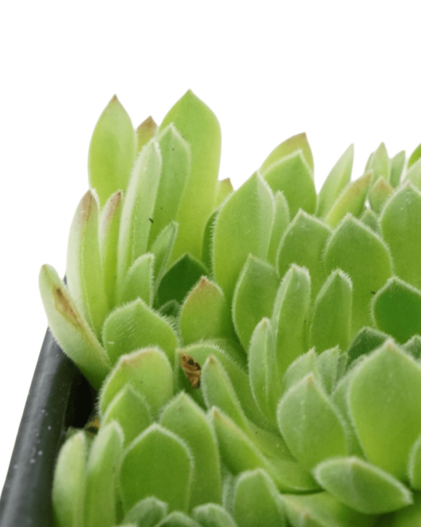 Sempervivum 'Soft Line' - The Garden Corner