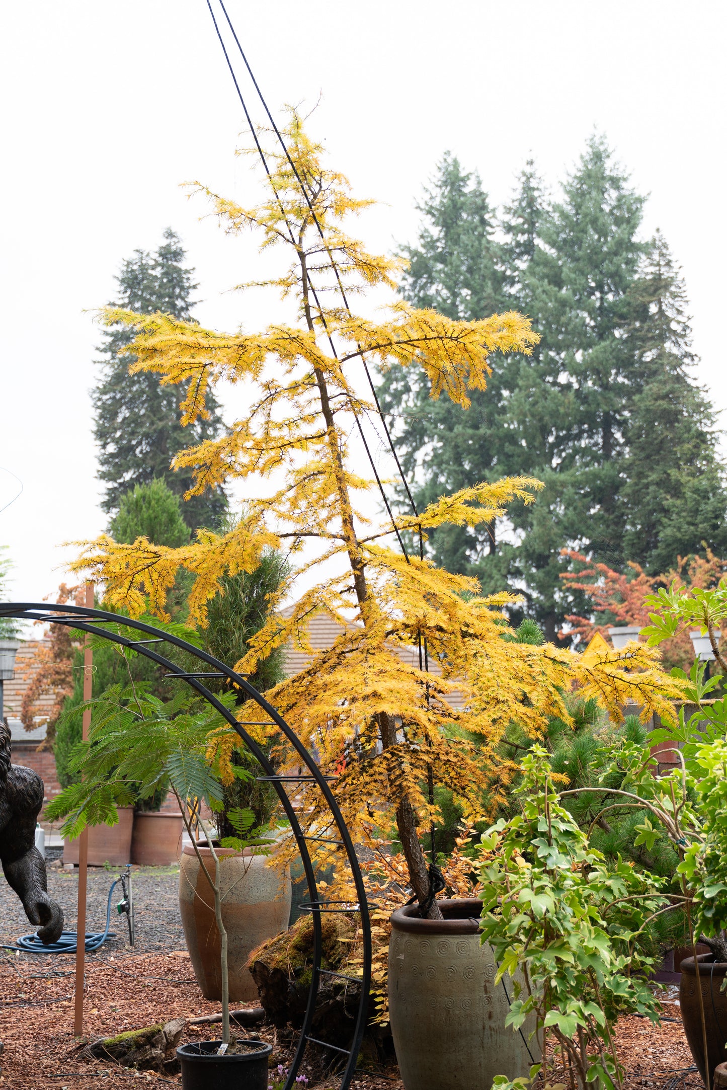 Larix kaempferi 'Pendula' 10 Gallon - Trees