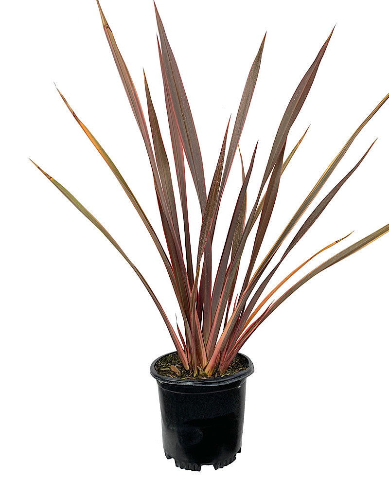 Phormium tenax 'Sundowner'
