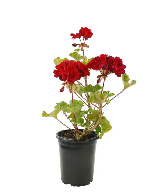 Geranium Zonal 'Presto Dark Red' - The Garden Corner