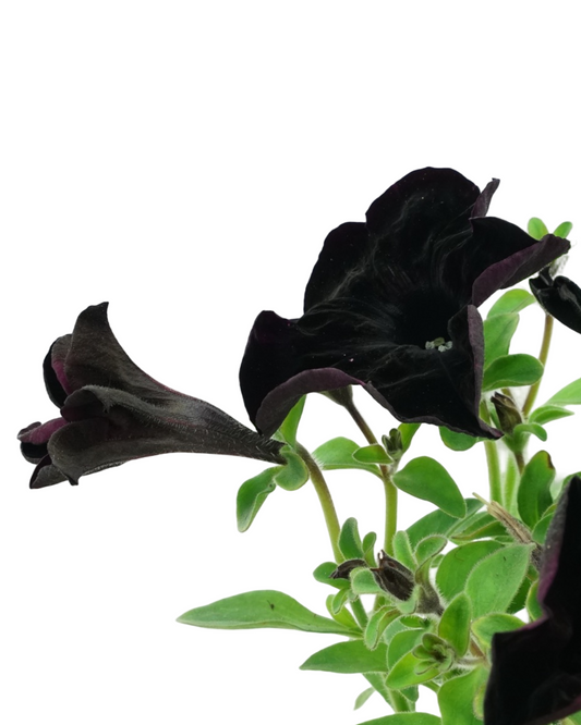 Petunia 'Crazytunia Black Mamba'