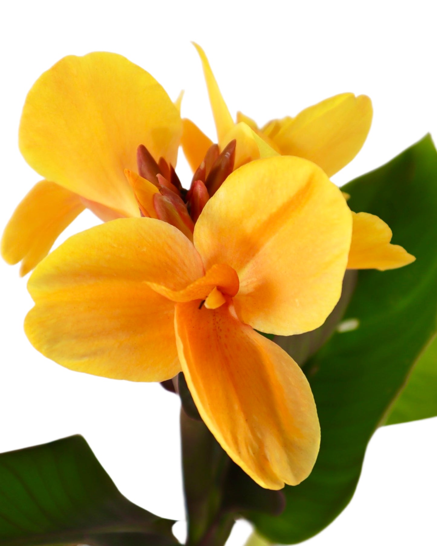 Canna 'Orange Chocolate' - Perennials