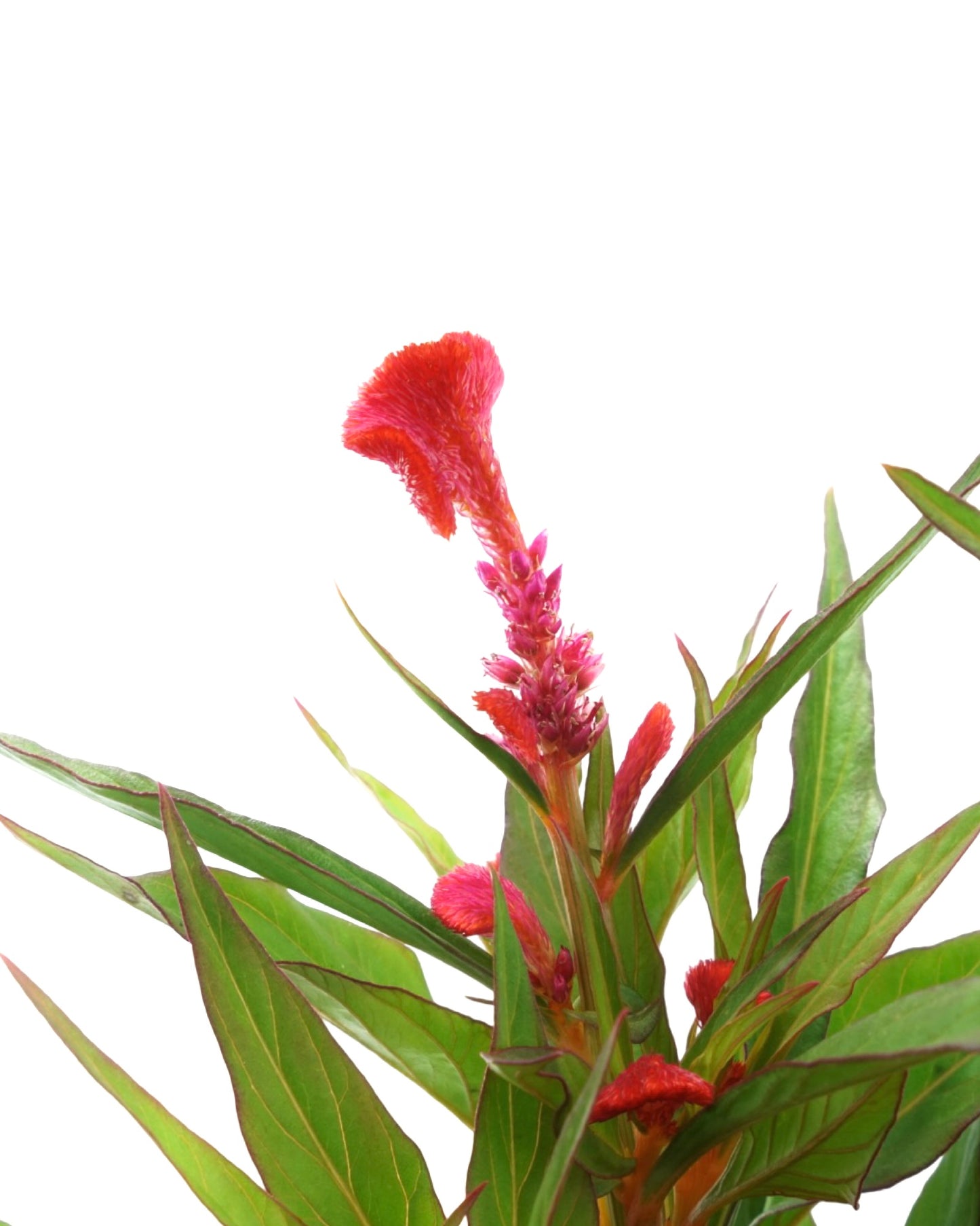Celosia 'Twisted Strawberry'