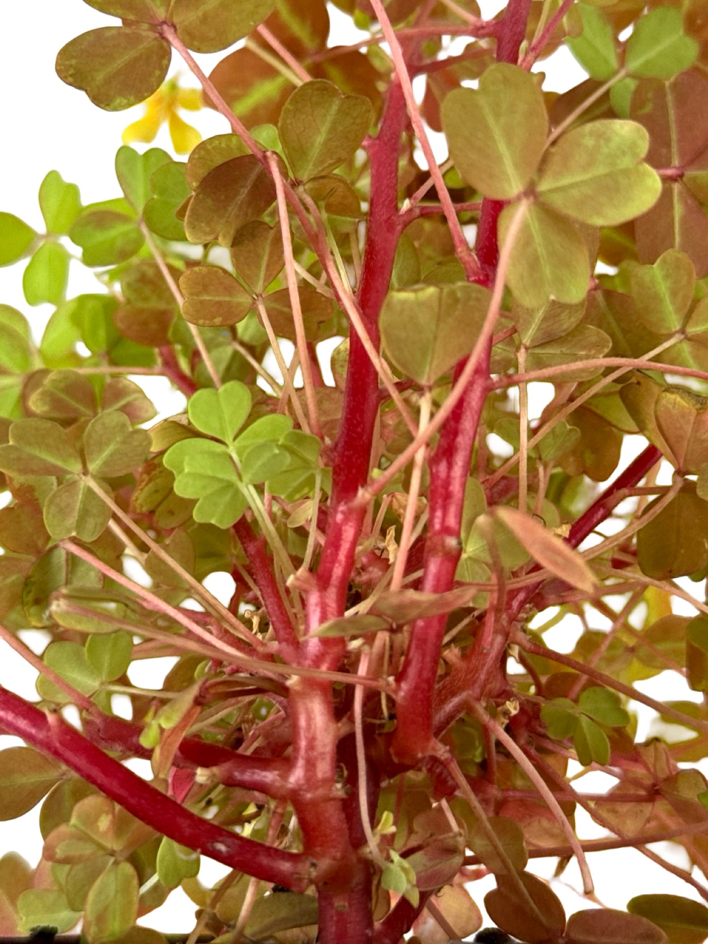 Oxalis 'Sunset Velvet' - Groundcovers