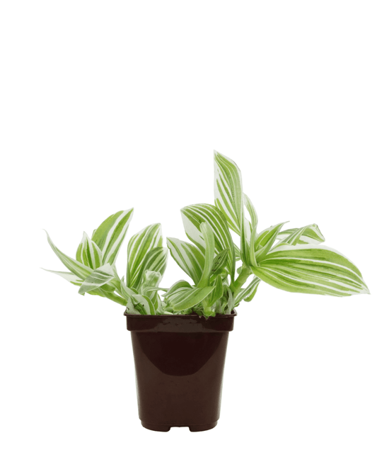 Tradescantia albiflora 'Pistachio White' - The Garden Corner