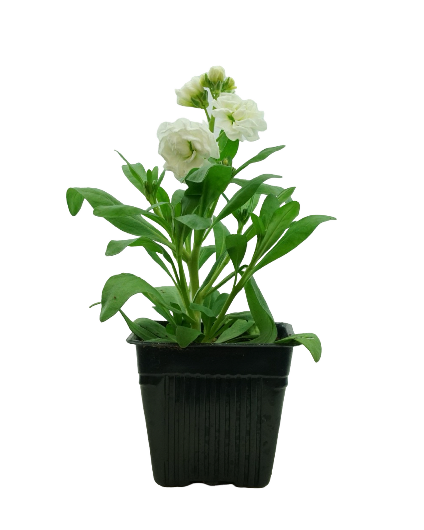 Stock Harmony Mix - Annuals