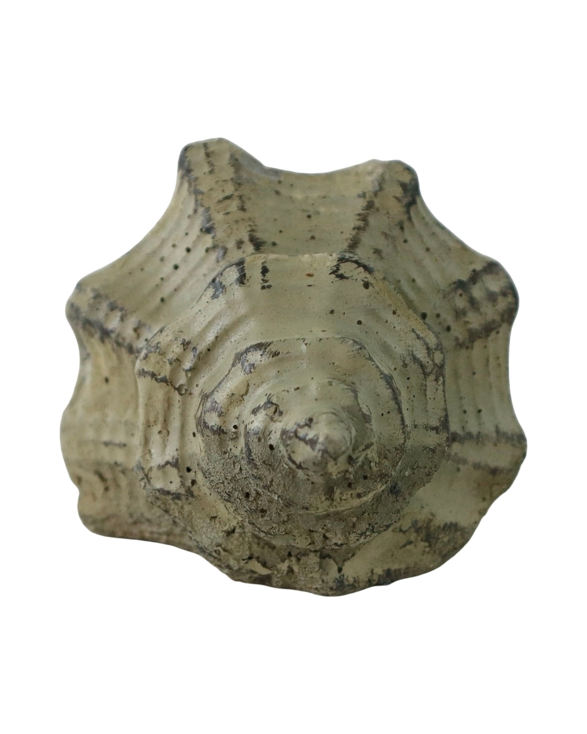 Concrete Conch Shell - Outdoor Living