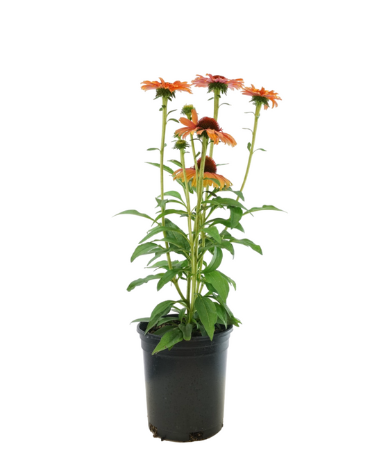 Echinacea Sunseekers® 'Mineola'
