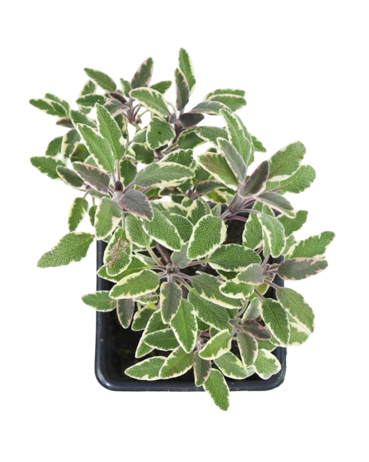 Sage 'Tricolor' - Herbs and Vegetables