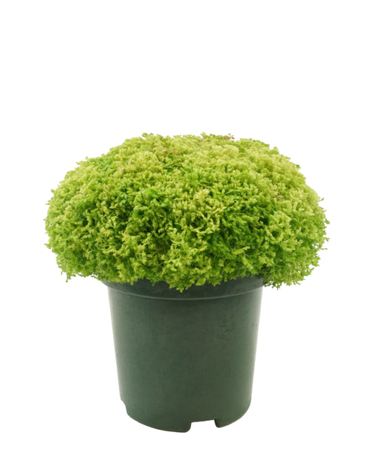 Selaginella kraussiana 'Brownii'