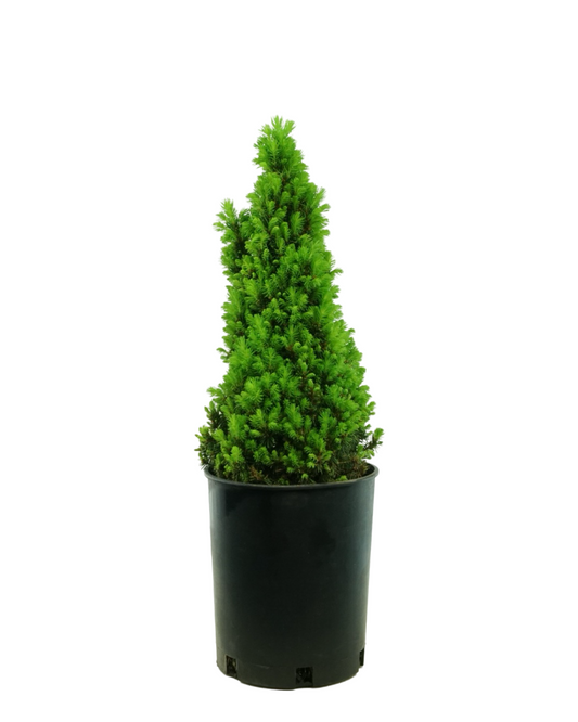Picea glauca 'Pixie Dust'