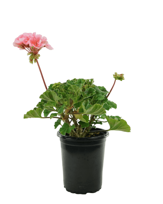 Geranium Zonal 'Presto Light Salmon' - The Garden Corner