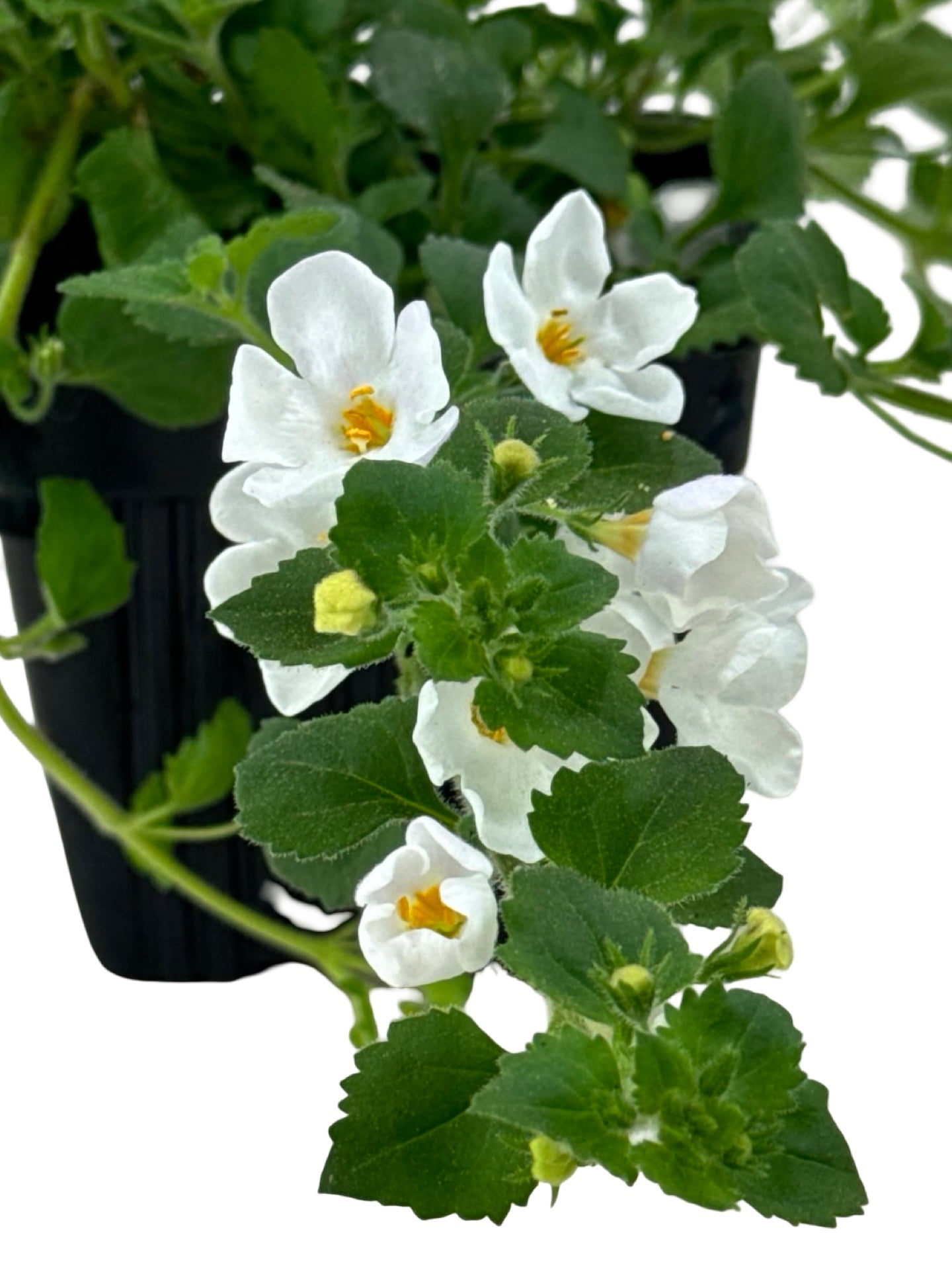 Bacopa Big Falls™ White - Annuals