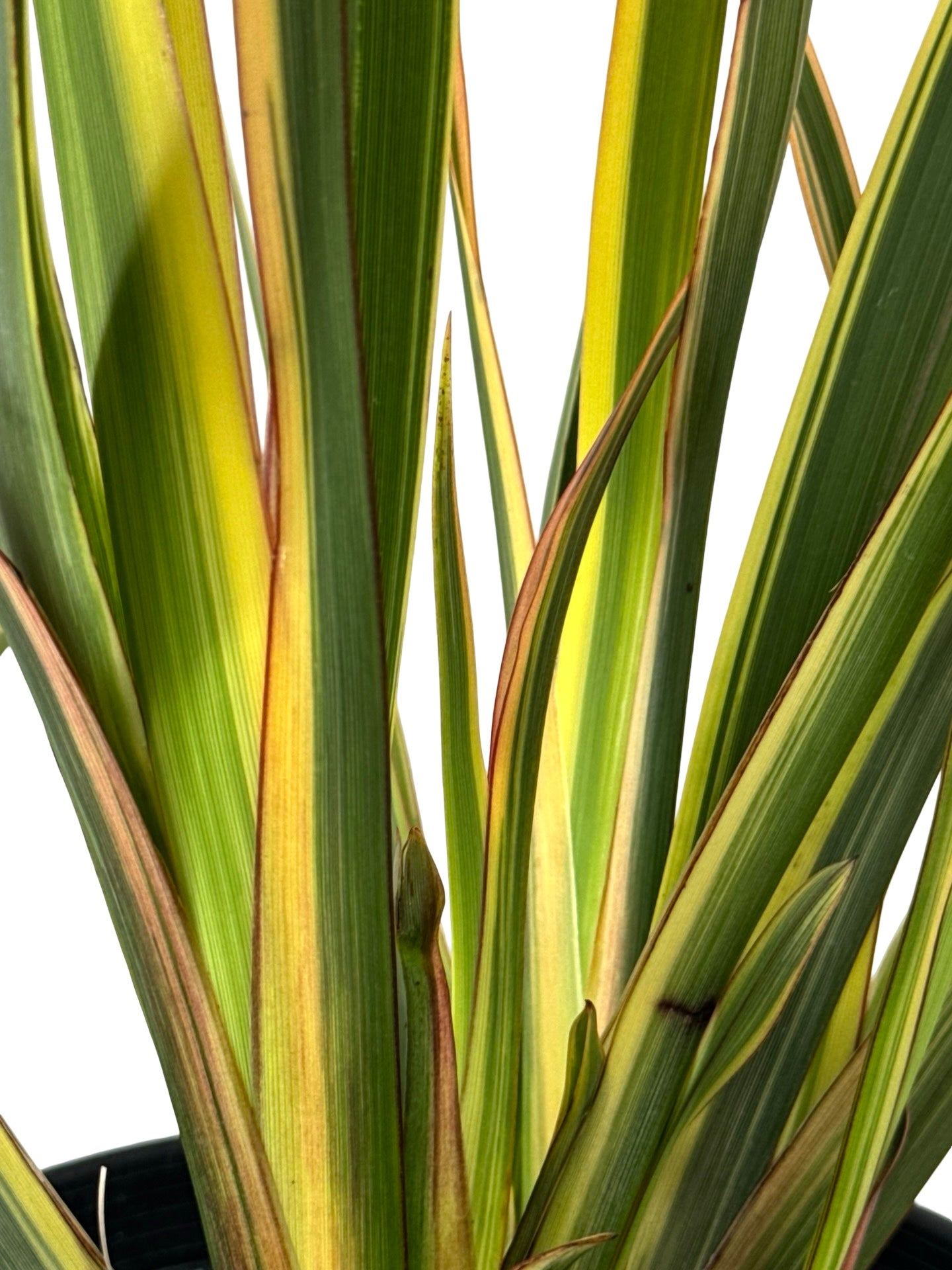 Phormium 'Duet' - Perennials