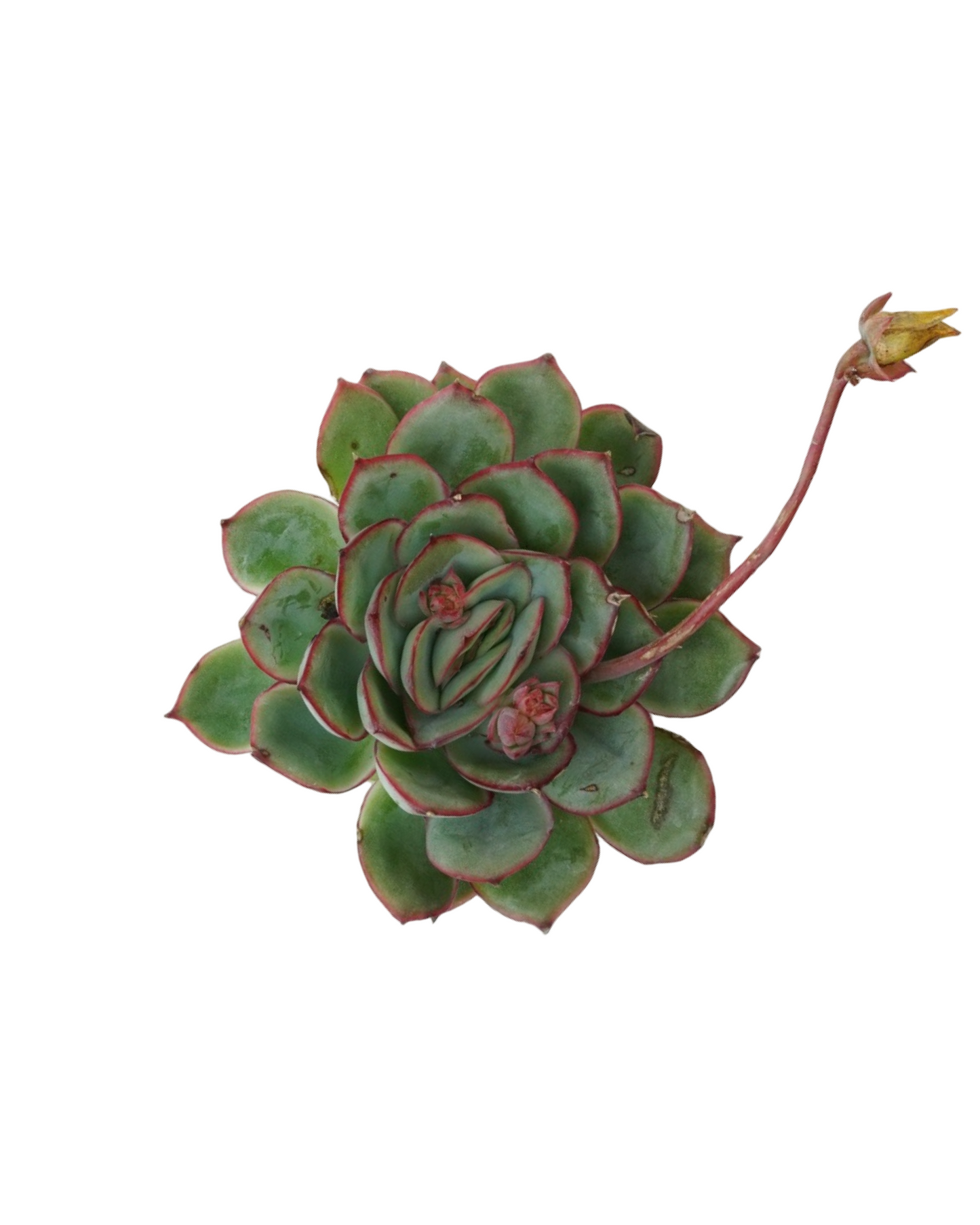 Echeveria moranii