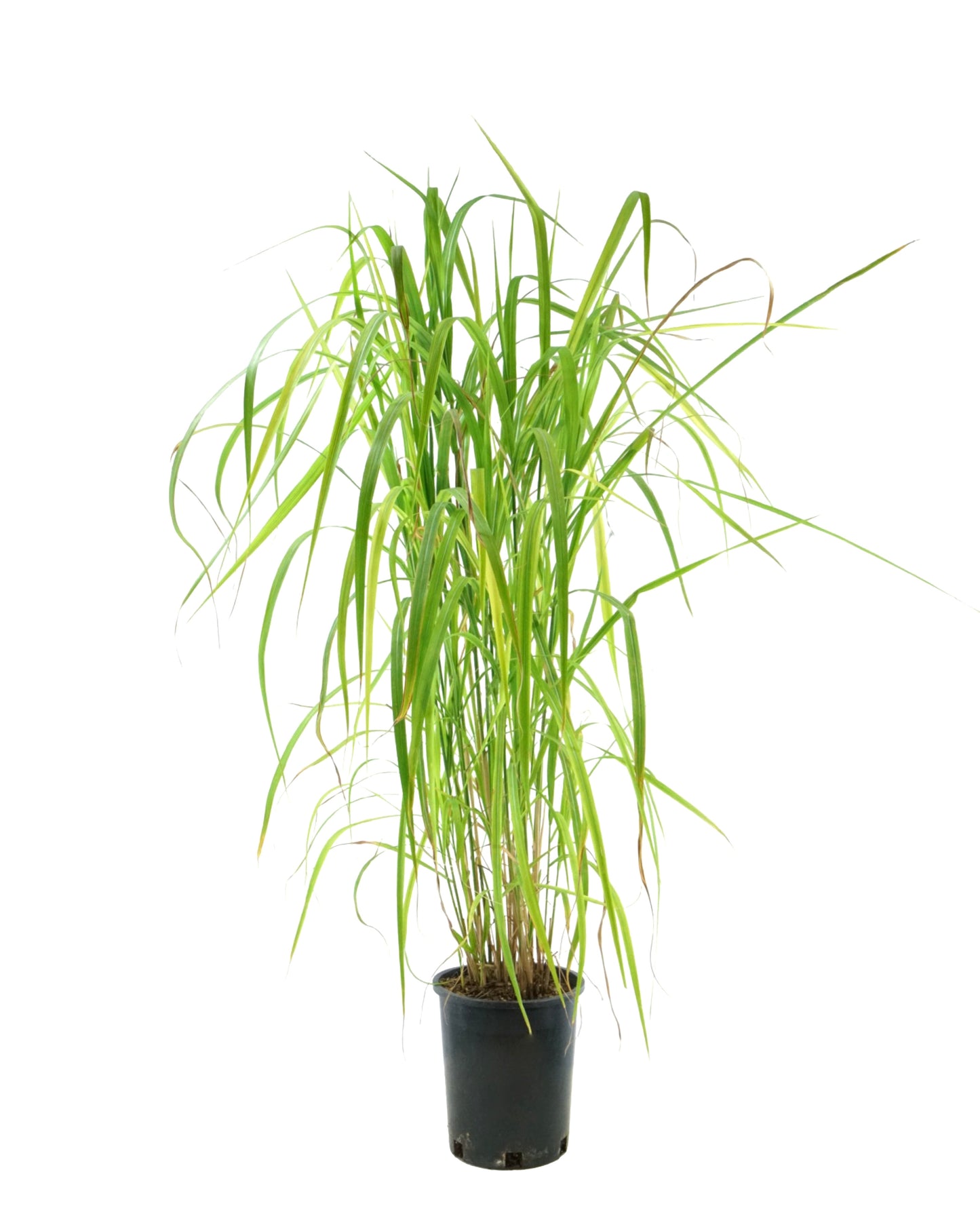 Miscanthus sinensis 'Purpurascens' - Perennials