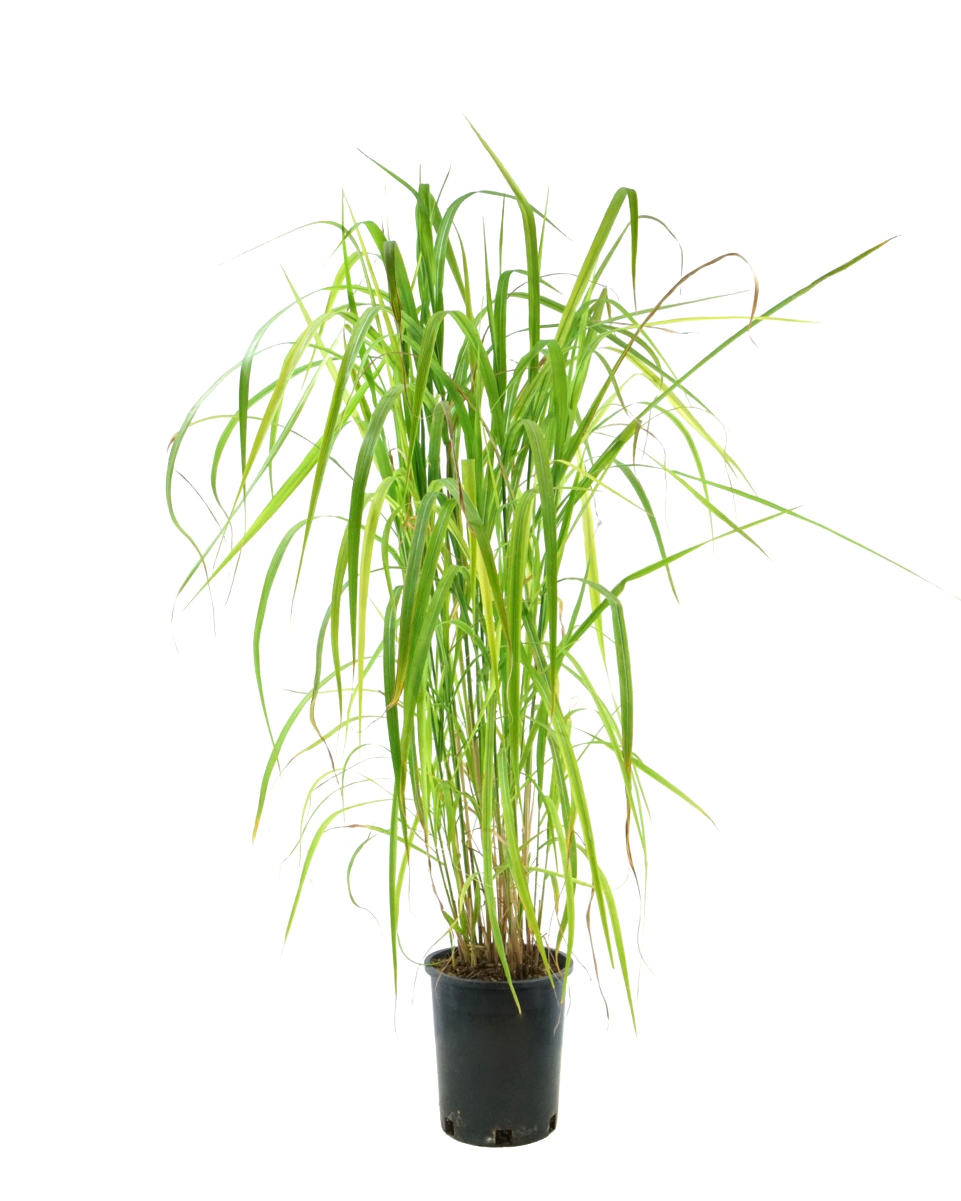 Miscanthus sinensis 'Purpurascens' - Perennials
