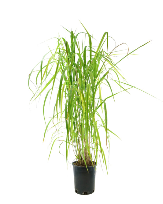 Miscanthus sinensis 'Purpurascens' - Perennials