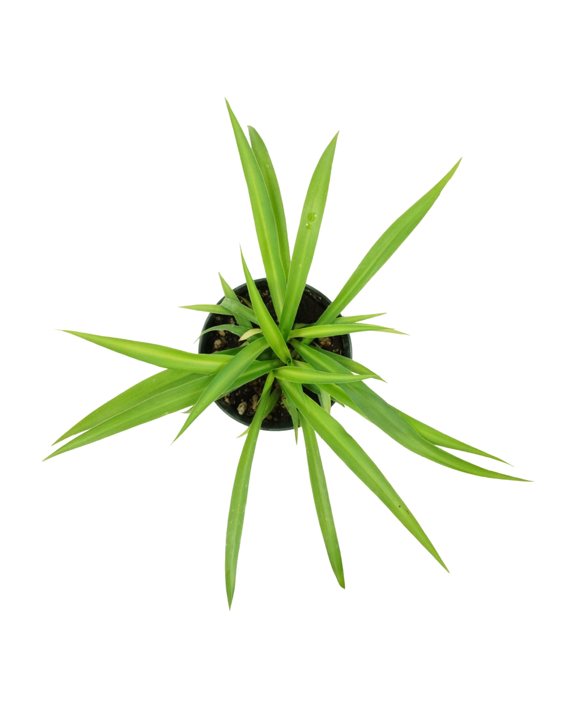 Chlorophytum Assorted - House Plants