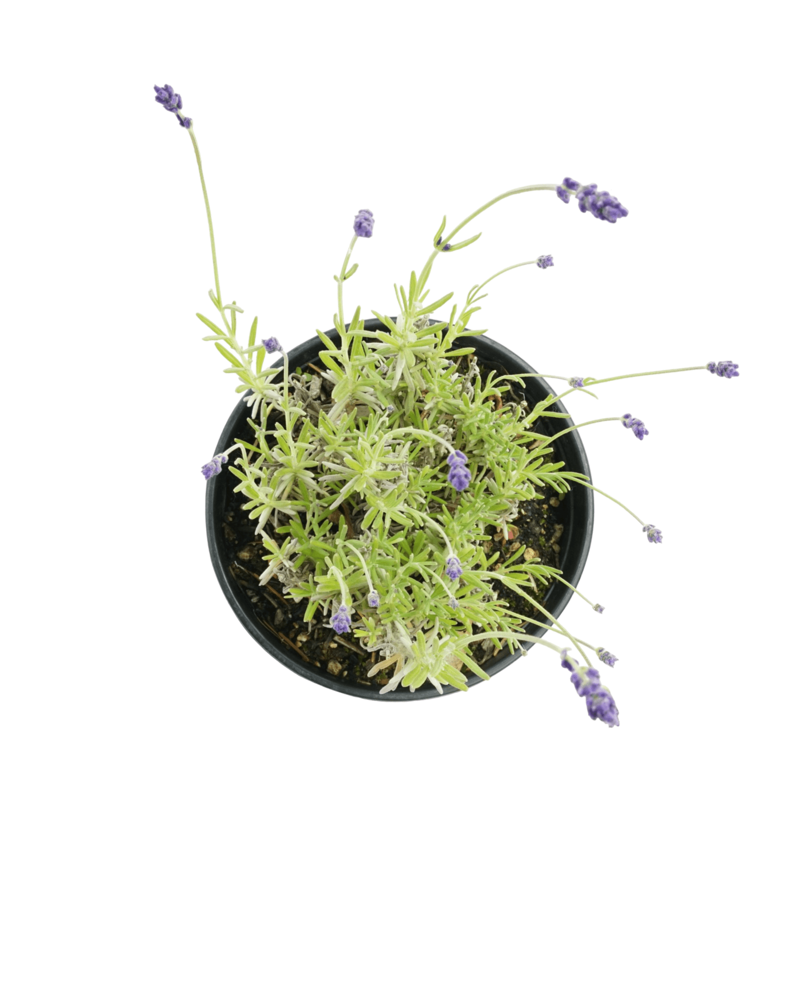 Lavandula 'SuperBlue' - The Garden Corner