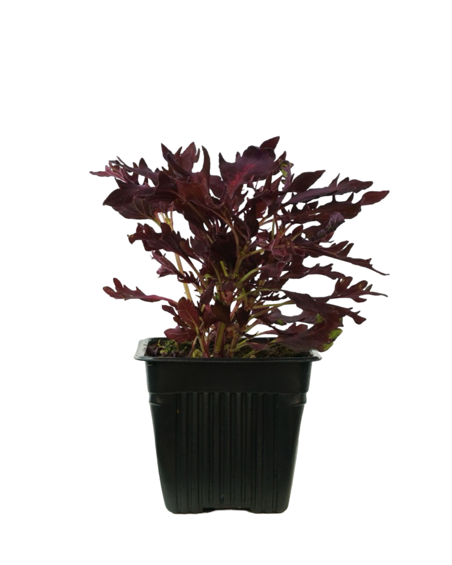 Coleus Flamethrower 'Adobo Pink'