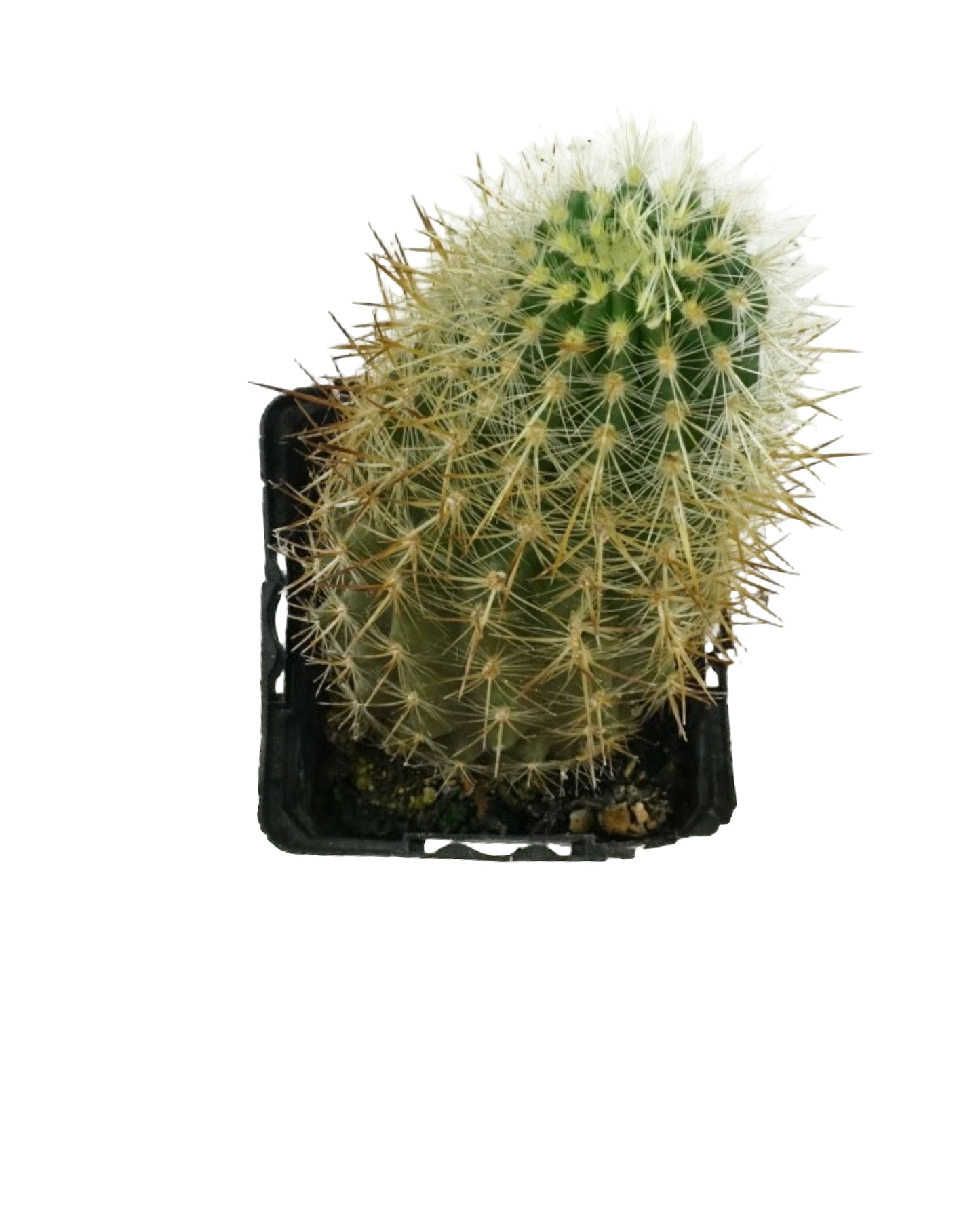 Cactus Assorted 4 Inch - Tropical Plants