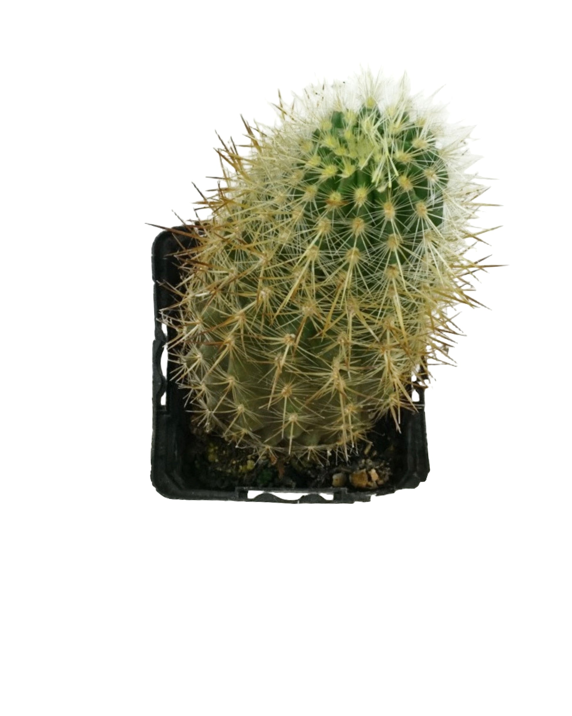 Cactus Assorted 4 Inch - Tropical Plants